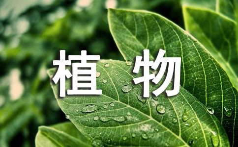 植物带来的启示作文（精选22篇）