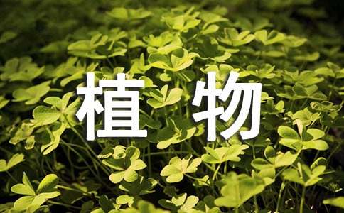 观察植物绿萝的日记（通用10篇）