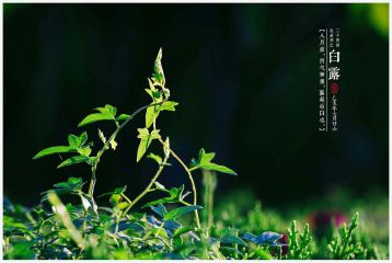 白露节气吃什么食物好