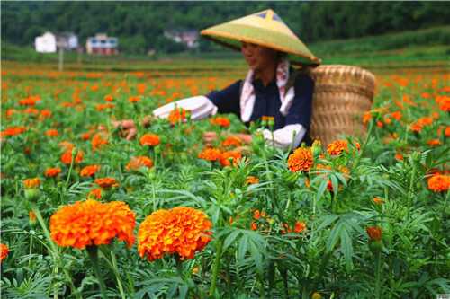 处暑后天气炎热吗