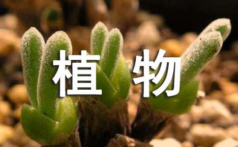 观察植物的日记500字