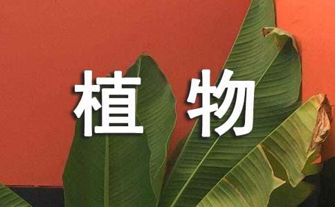 植物观察日记(合集15篇)