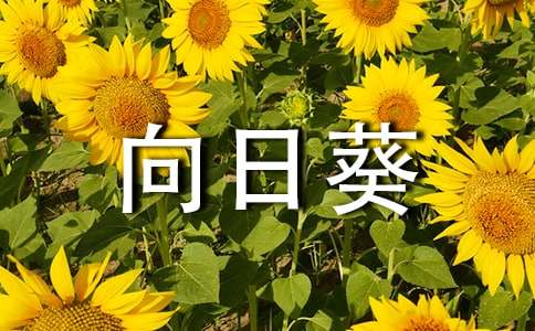 我心中的向日葵作文(通用7篇)