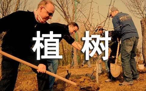 关于三年级植树作文300字集锦6篇