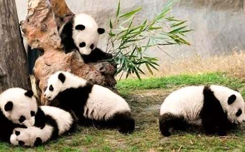 关于国宝大熊猫作文(9篇)