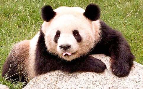 关于国宝大熊猫作文(14篇)