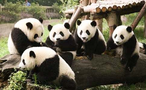 关于国宝大熊猫作文14篇