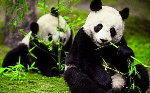 关于国宝大熊猫作文9篇
