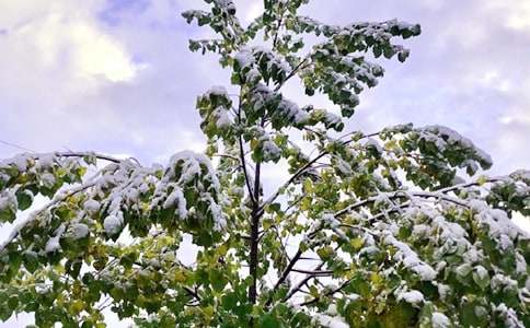 写下雪的作文(集锦9篇)