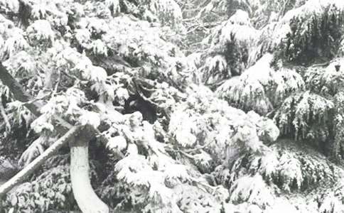 冬季雨雪天气的应急预案通用