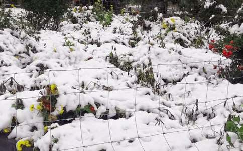 下雪了日记通用