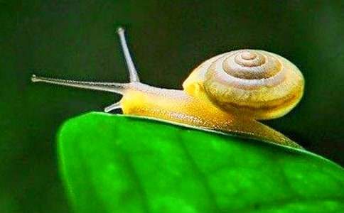 蜗牛的梦想作文（通用23篇）