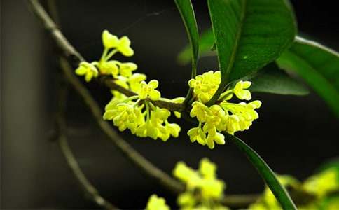 桂花香里情谊荡