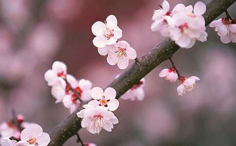 《题桃花夫人庙》原文翻译及赏析